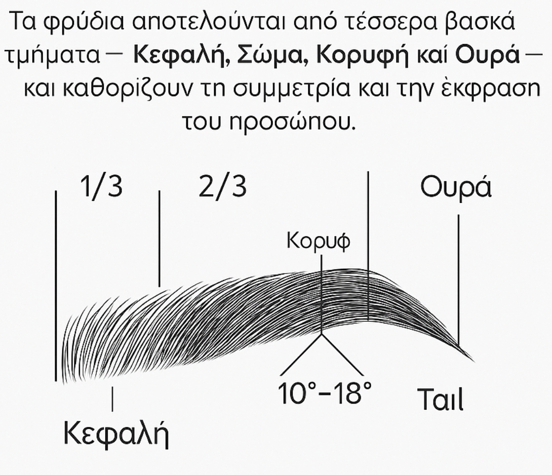 Δομή των Φρυδιών