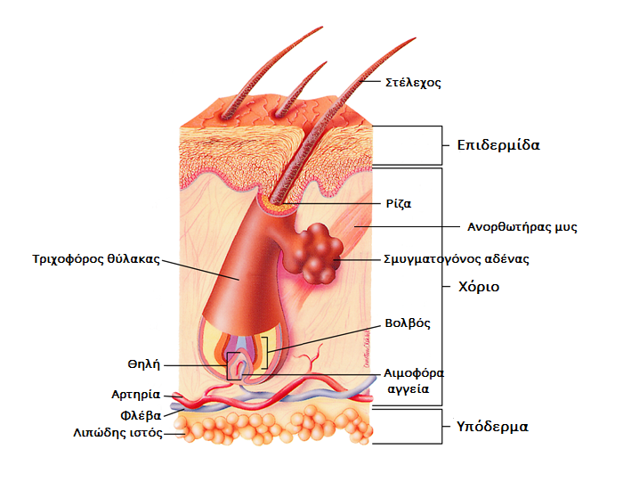 Ανατομία της τρίχας